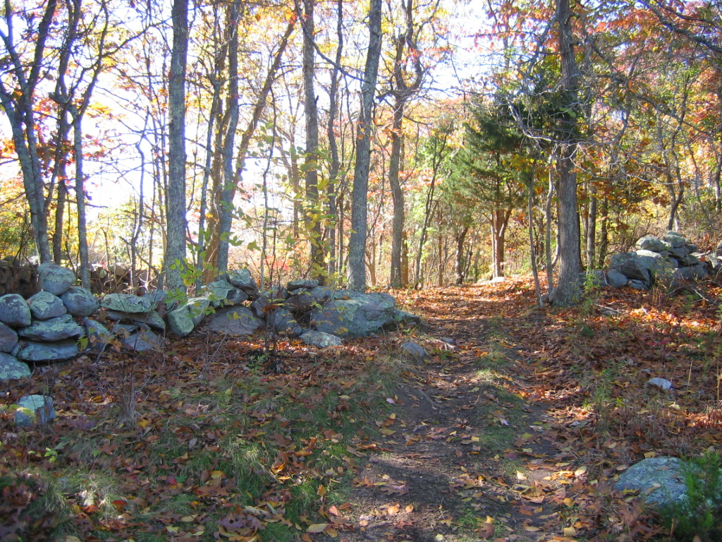 The Merritt Family Forest