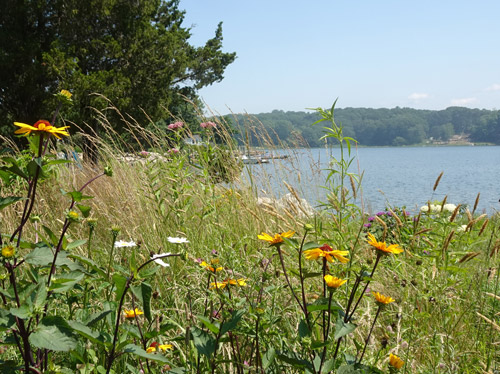 Beebe Cove Vista