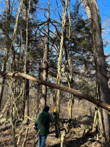 Groton Center Preserve Winter Stewardship