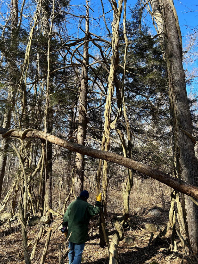 Groton Center Preserve Winter Stewardship